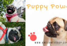 Unleashing Joy: How Owning a Dog Can Change Your Life (and Theirs Too!) Dog loveer