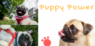 Unleashing Joy: How Owning a Dog Can Change Your Life (and Theirs Too!) Dog loveer