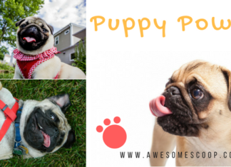 Unleashing Joy: How Owning a Dog Can Change Your Life (and Theirs Too!) Dog loveer