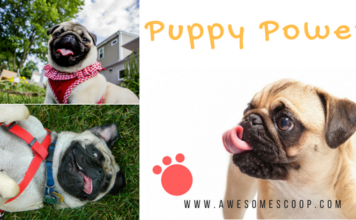 Unleashing Joy: How Owning a Dog Can Change Your Life (and Theirs Too!) Dog loveer