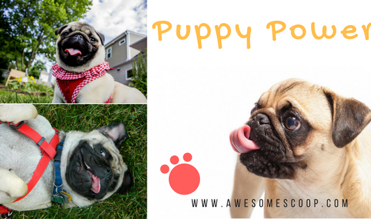 Unleashing Joy: How Owning a Dog Can Change Your Life (and Theirs Too!) Dog loveer