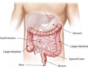 Digestive sysytem