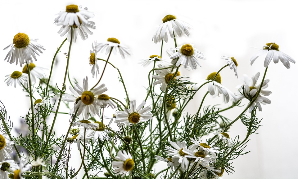 CHAMOMILE PLANT